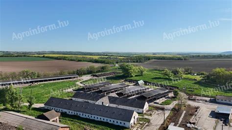 Szarvasmarha telep munkarendben