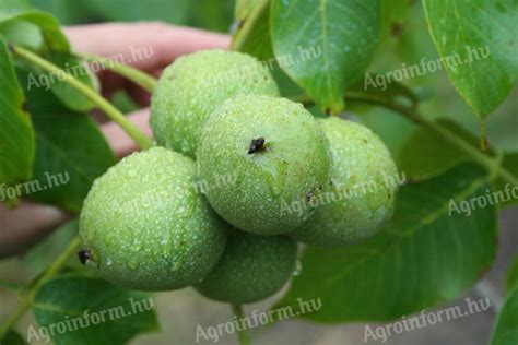 Változatos korú dióültetvény