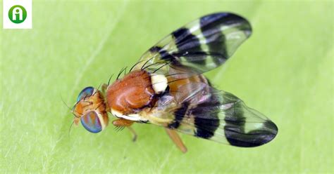 Dióburok-fúrólégy kártétele