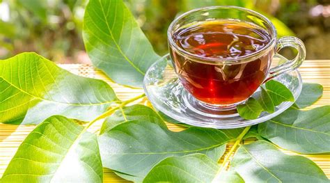Diófalevél tea