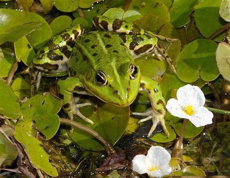 A Pelophylax nemzetség tagjai, zöldbékák, tavi, kis tavi és kecskebéka