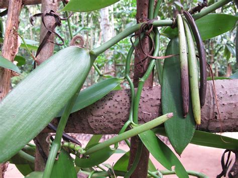 Vanília orchidea ültetvény