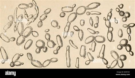 Saccharomyces Pastorianus eredetének hipotetikus útvonalai
