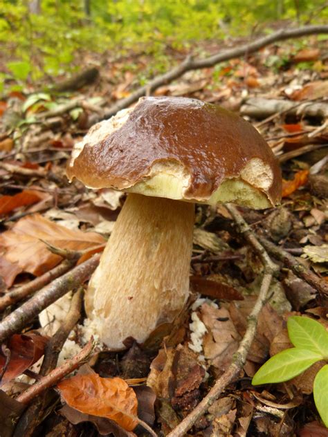 Matsutake gomba