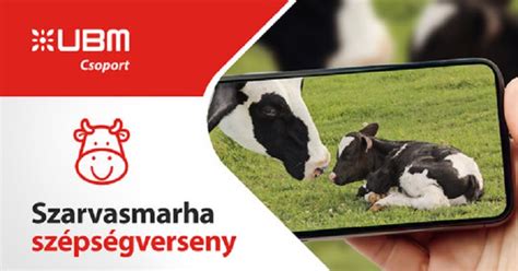 Szarvasmarha tetemek elszállítása állattartó telepről