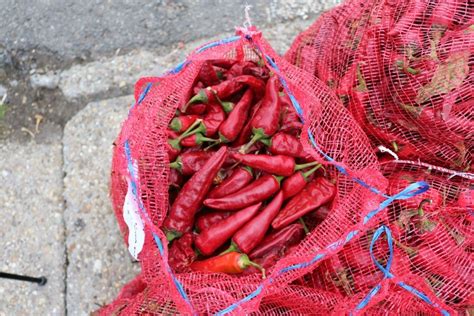 Fűszerpaprika termés és szárítás