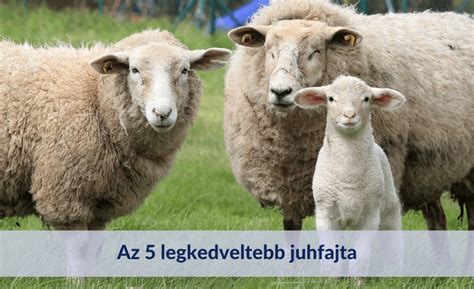 Tejelő juhok fejése