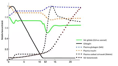 Bulgur élettani hatásai diagram