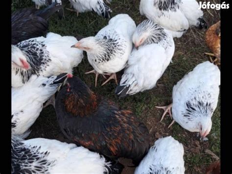 Zagorskaja lazac fajtájú csirkék