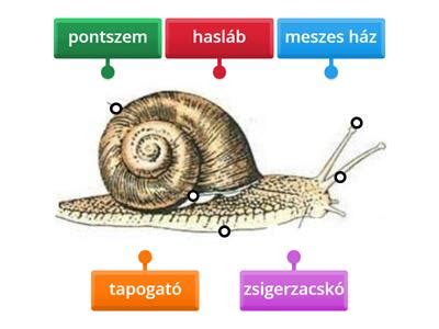 Az éti csiga házának rétegrendje