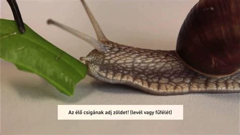 Az éti csiga téli