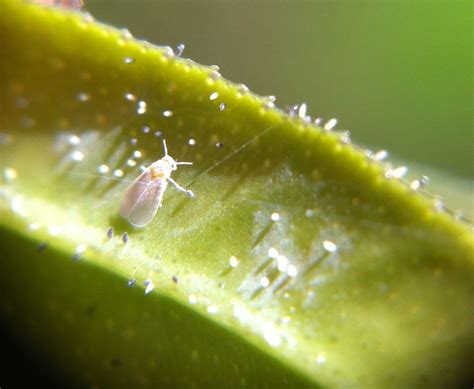 Parabemisia myricae lárvája és bábszínezete leveleken
