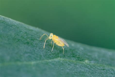Eretmocerus debachi parazitoid