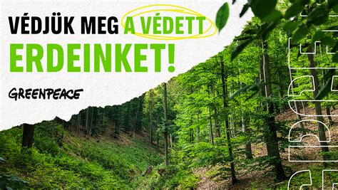 Tudatos erdőgazdálkodást bemutató kép