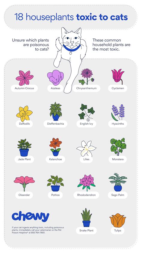 Infographic of common household plants toxic to cats