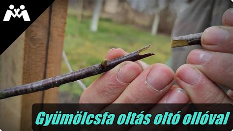 Gyümölcsfa oltása