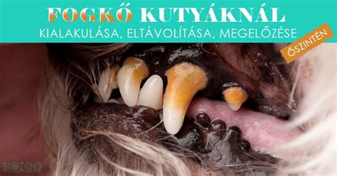 A kutya fogkő kialakulásának fázisai