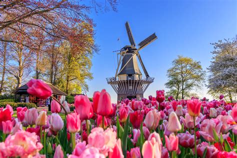 Keukenhof tulipánmezői