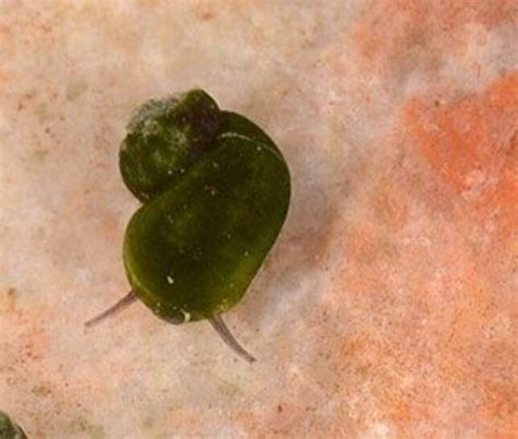 Kácsi patakcsiga (Bythinella thermophila)