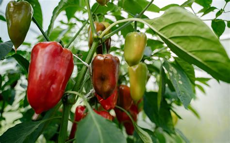paprika őrlése