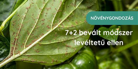 Frissen gyűjtött éticsigák zöld leveleken