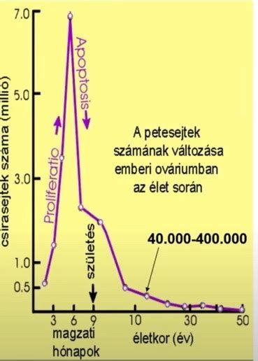 Várandóssági hormonváltozások és hatásai