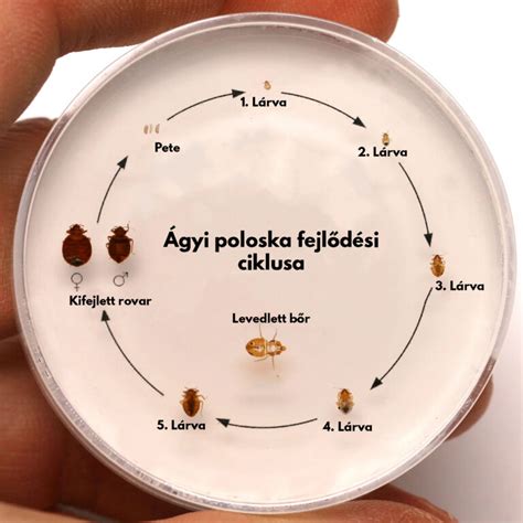 kávébabok fejlődési ciklusa