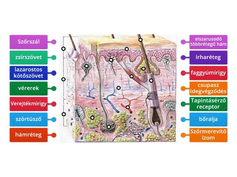 Diagram: A ropogós bőr titkai
