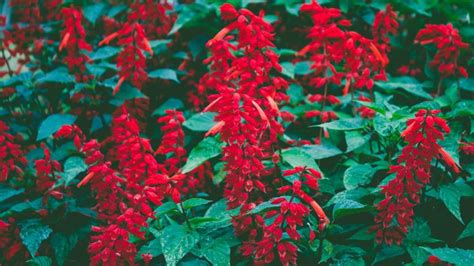 Paprikavirág virágoskertben