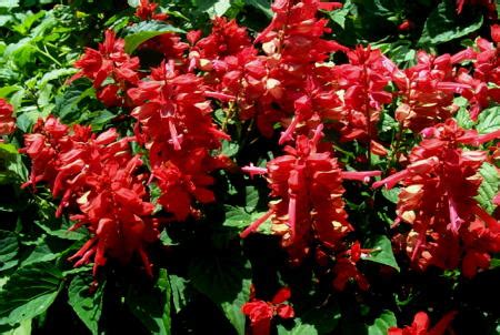 Paprikavirág balkonkertben