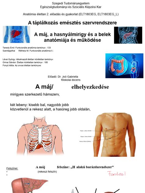 A könyök anatómiája és működése