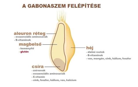 A gabonaszem részei és a liszt típusok közötti összefüggés