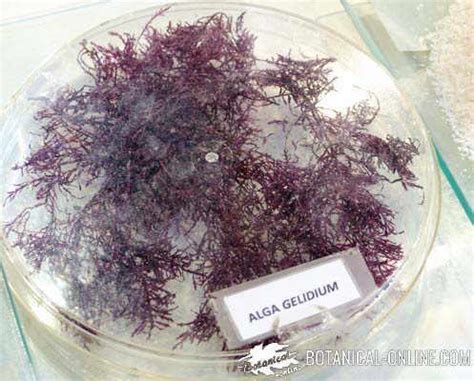 Agar agar por és tengeri alga