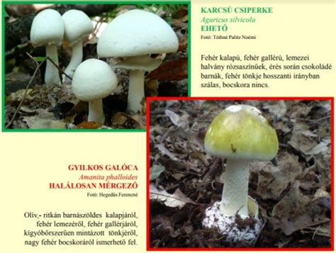 Különböző gombafajták, mint csiperke és portobello