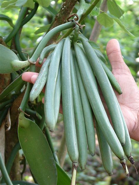 vanília bab