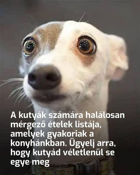 Mérgező ételek a kutyák számára