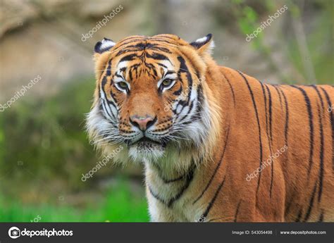 Tigris banán levelei