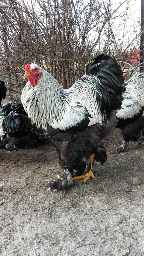 Brahma tyúk kakas és tojó