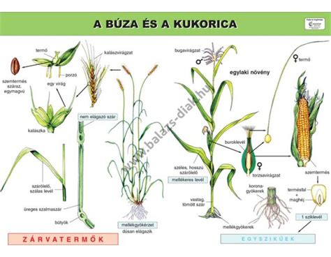 Kukorica és bab társítása