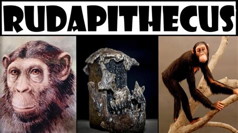 A Rudapithecus hungaricus fogazatának mikroszkópos képe