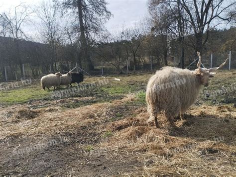 Fiatal racka bárány a legelőn