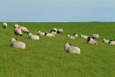Suffolk juhok a legelőn