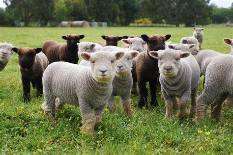 Babydoll Southdown juh egy gyümölcsösben