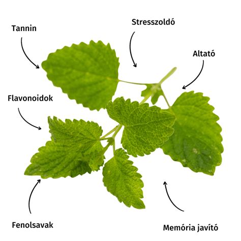 Steril üvegek citromfű szörppel