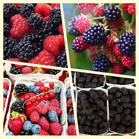 Friss szeder bogyók