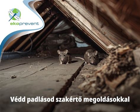 Hagymaföld és kártevővédelem