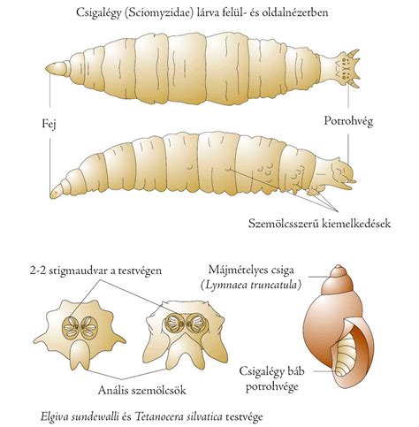 A Cerithidea fuscata csiga héjának morfológiája