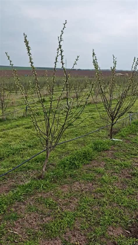 Rózsa metszés előtt és után