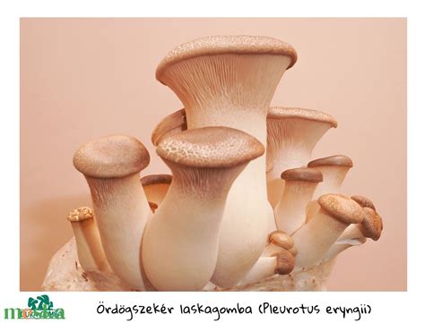 Ördögszekér laskagomba