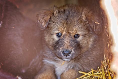 kutya végbélvérzés